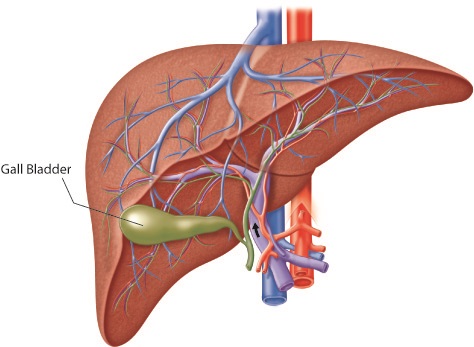Gallbladder Surgery-Cholecystectomy
