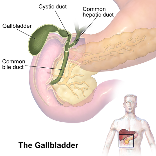 Gallbladder problems and surgery top surgeons nyc
