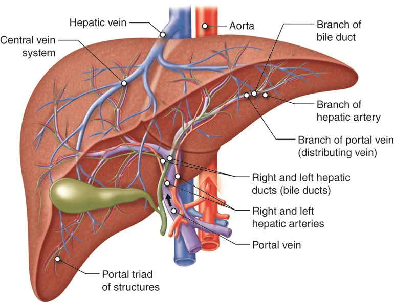Top Liver Surgery NYC UES Surgeons